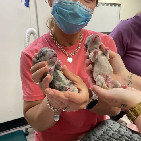 Two Puppies Being Held at Ferry Farm Animal Clinic